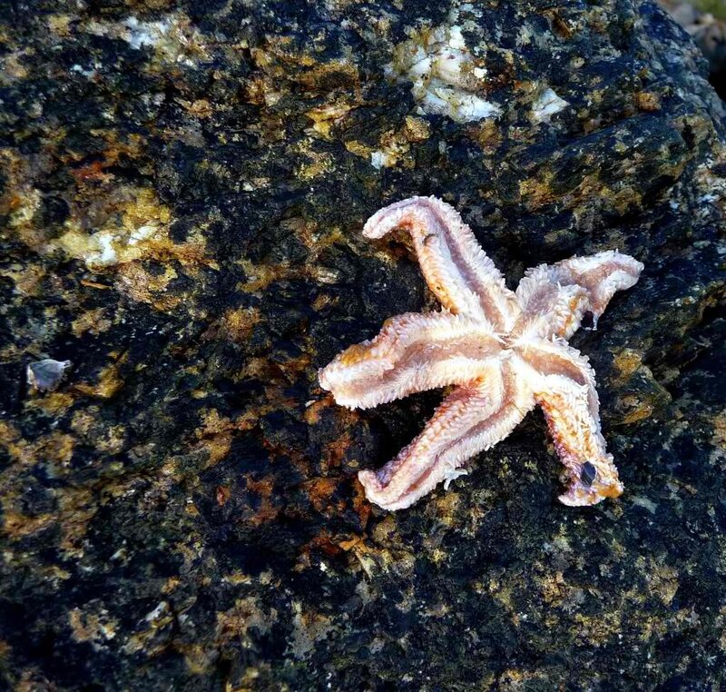 Starfish on Rock — Brown