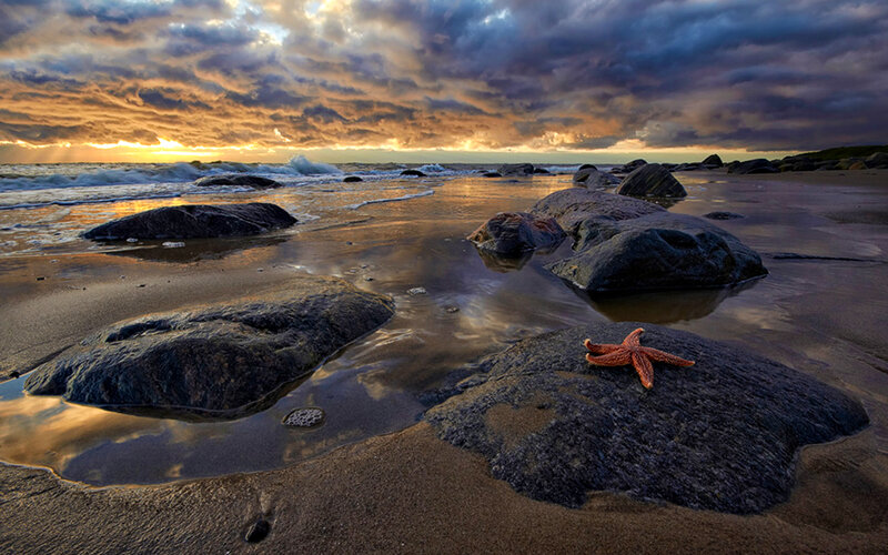 Starfish on Rock — Orange