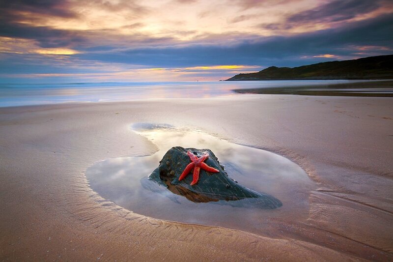 Starfish on Rock