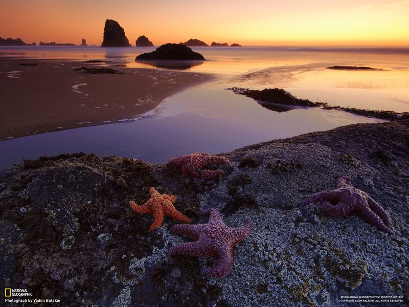 Starfish on Rocks — Orange