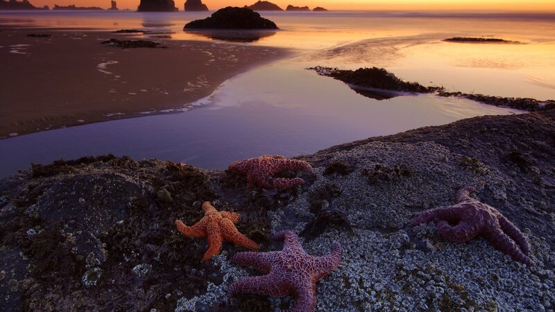 Starfish on Rocks