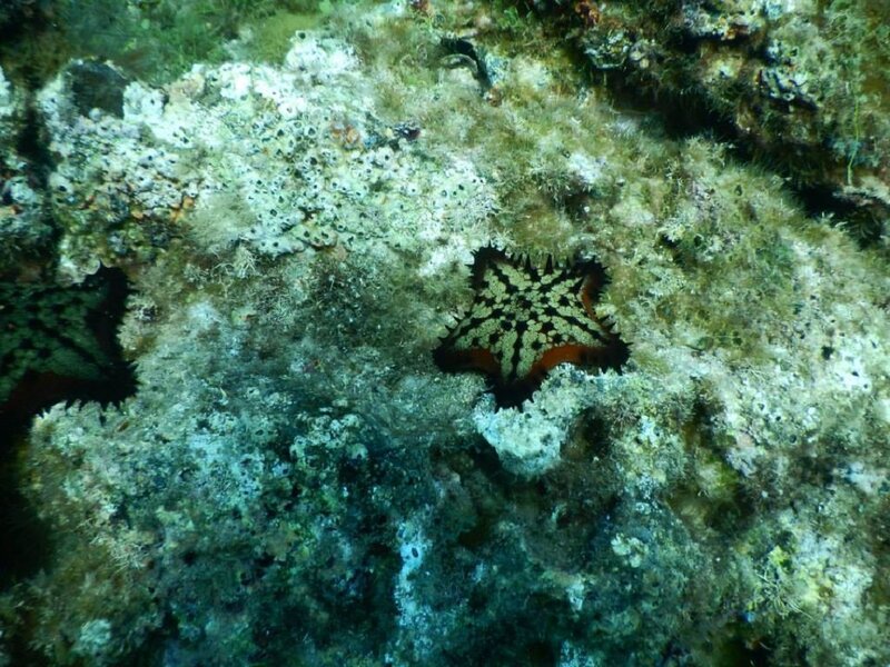 Starfish on Rocky Seabed — Green