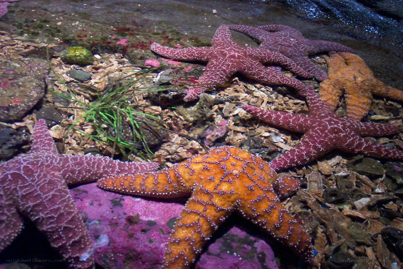 starfish on rocky seabed