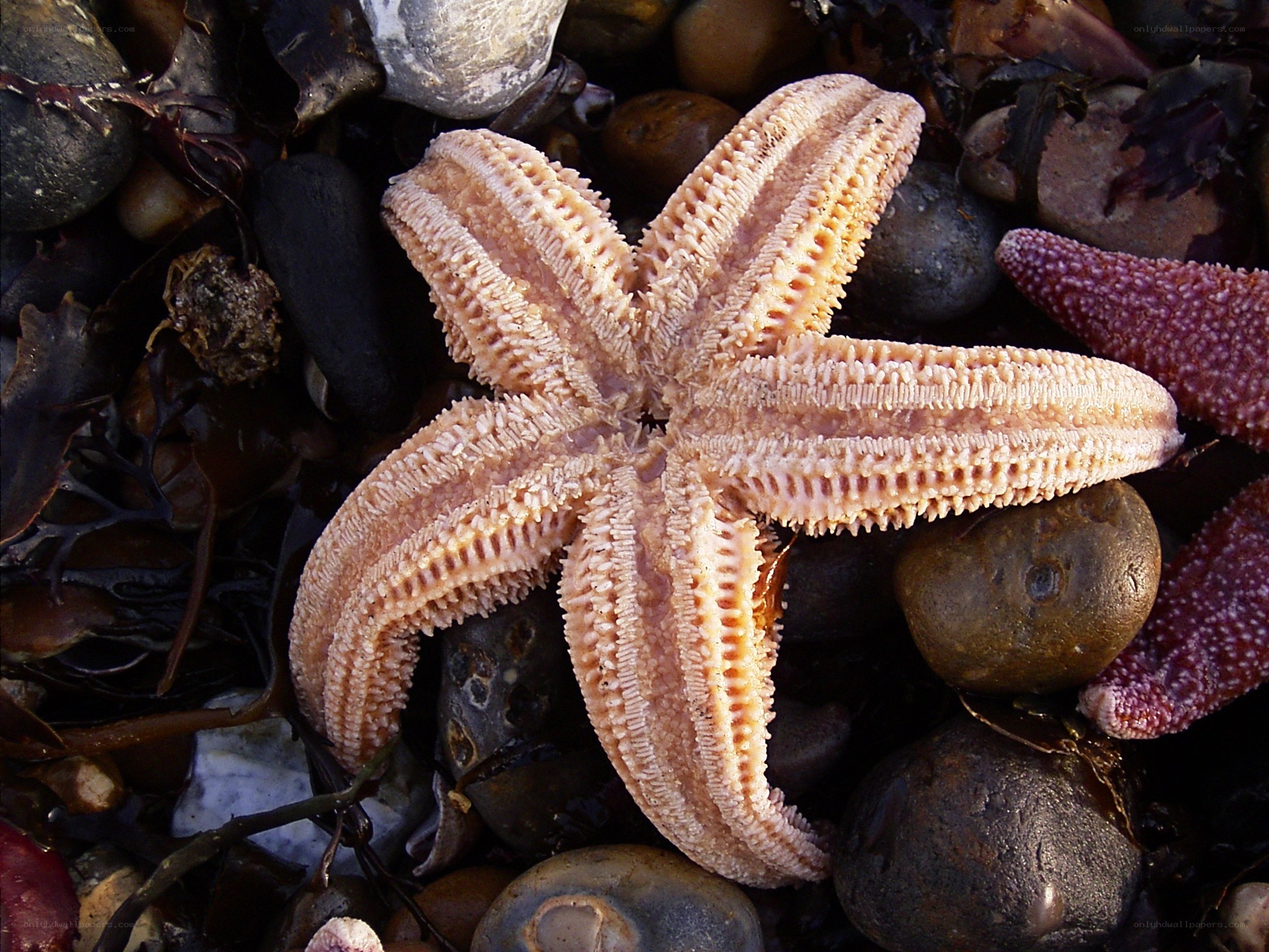 starfish on rocky shore