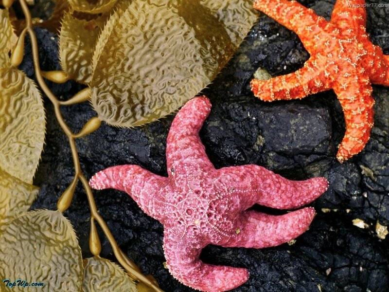 Starfish on rocky shore