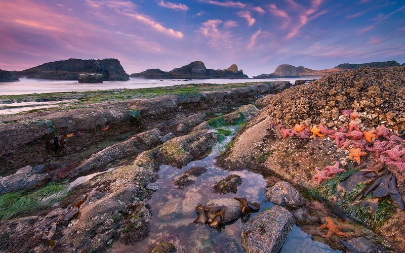 Starfish on rocky shore at sunset