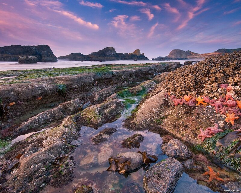 Starfish on rocky shore at sunset