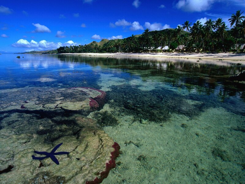 Starfish on Rocky Shore — Blue, Serene, Afternoon, Photograph, Palm Trees