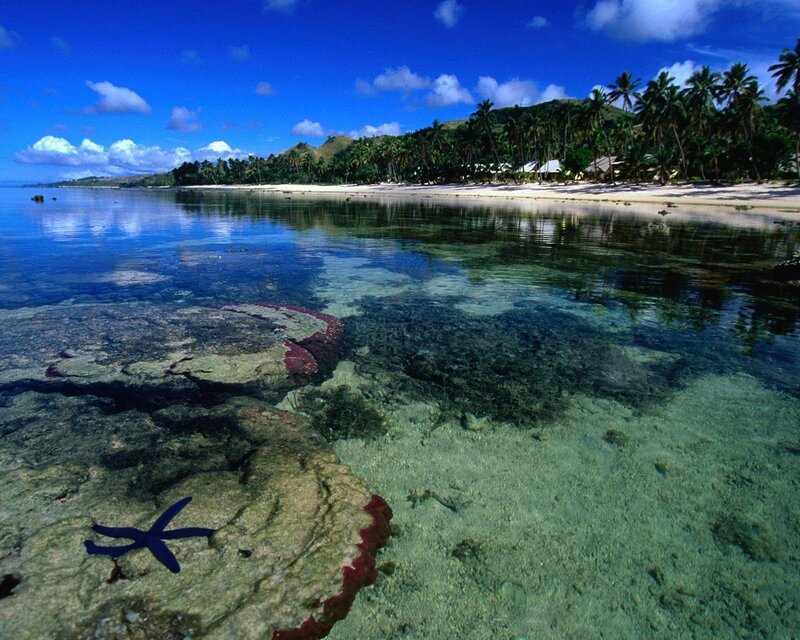 Starfish on Rocky Shore — Blue