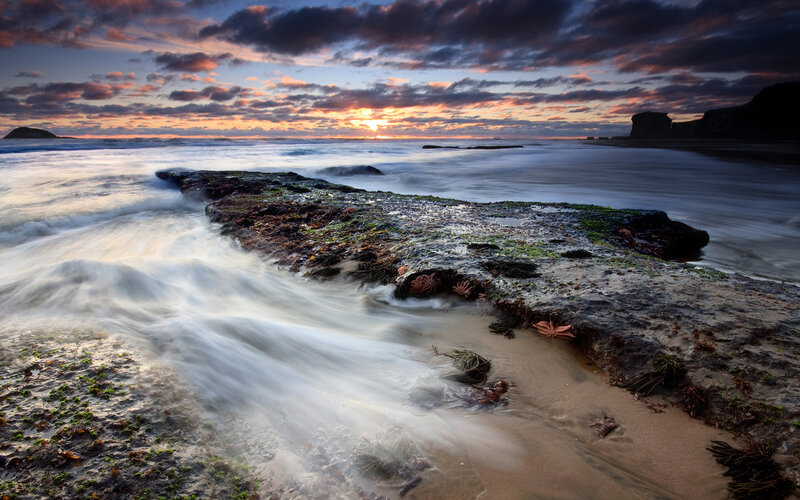 Starfish on Rocky Shore — Orange, Dramatic