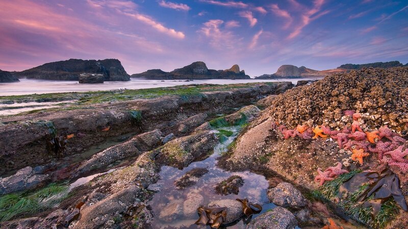 Starfish on Rocky Shore — Purple, Serene