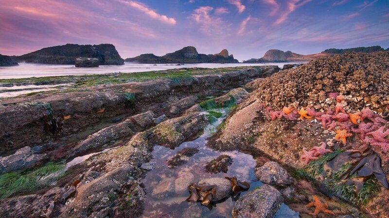 Starfish on Rocky Shore — Purple