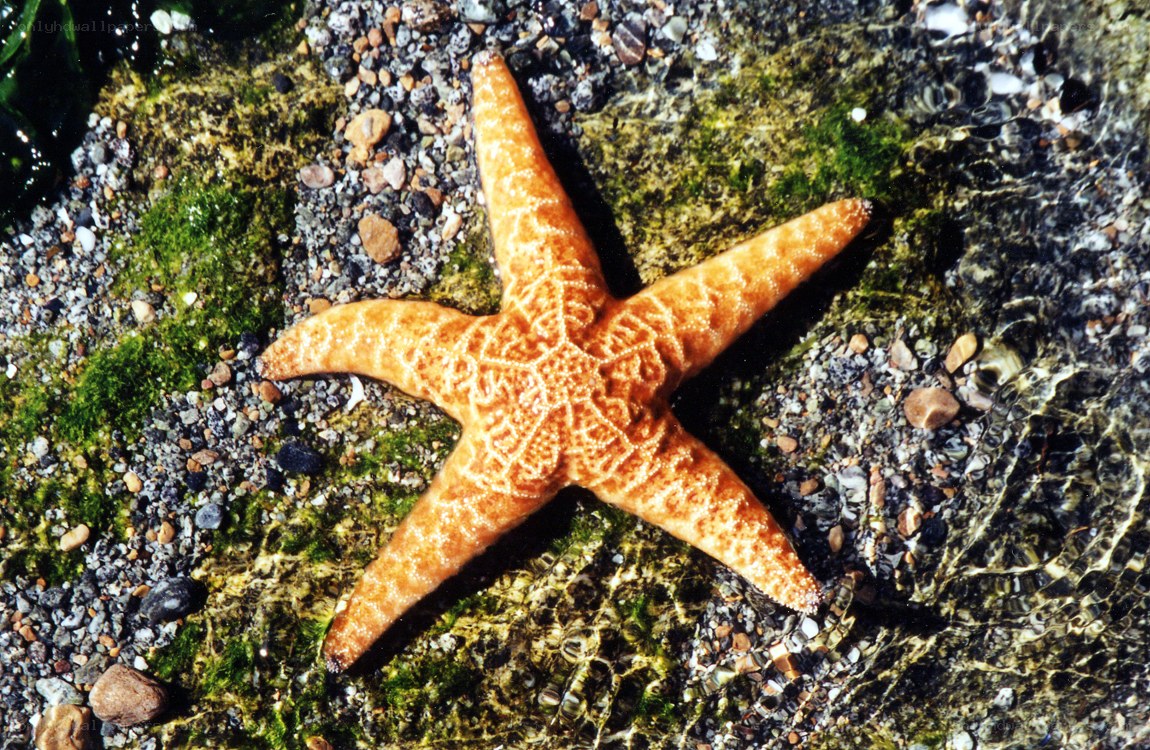 starfish on rocky shore