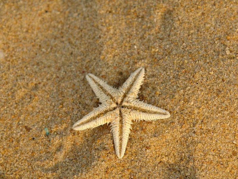 Starfish on Sand — Beige, Calm, Sunset