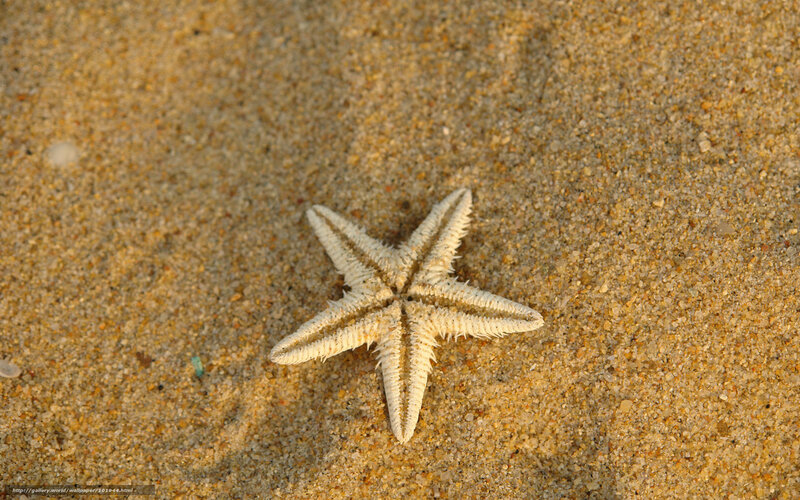 Starfish on Sand — Beige, Serene, Sunset