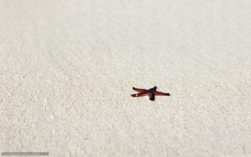Starfish on Sand — Beige