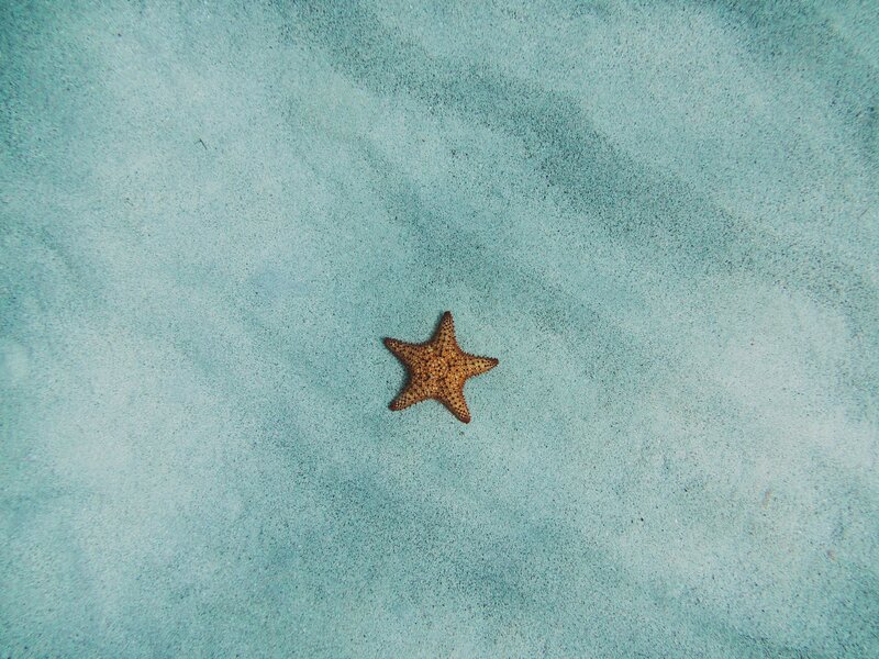 Starfish on Sand — Blue, Serene