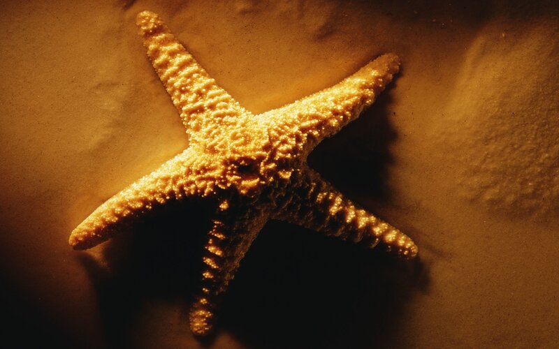 Starfish on Sand — Brown, Dramatic, Photograph