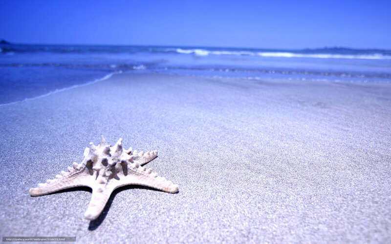 starfish on sandy beach