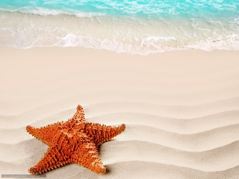 starfish on sandy beach