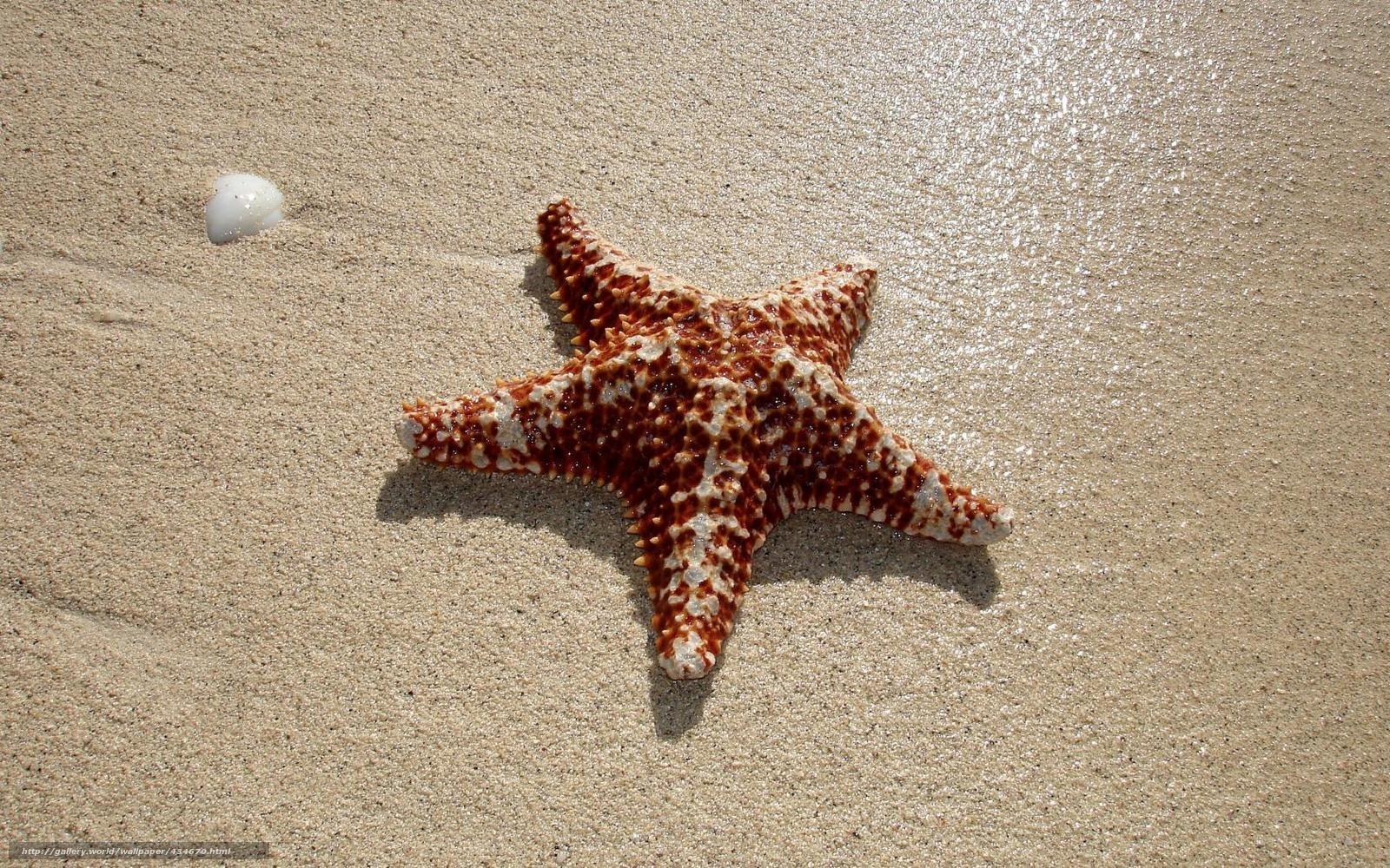 starfish on sandy beach