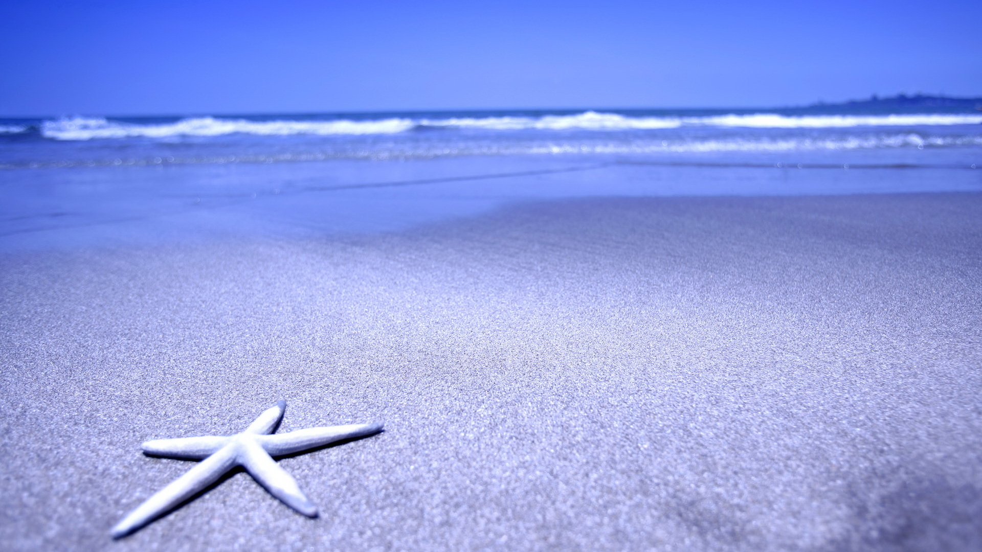 starfish on sandy beach