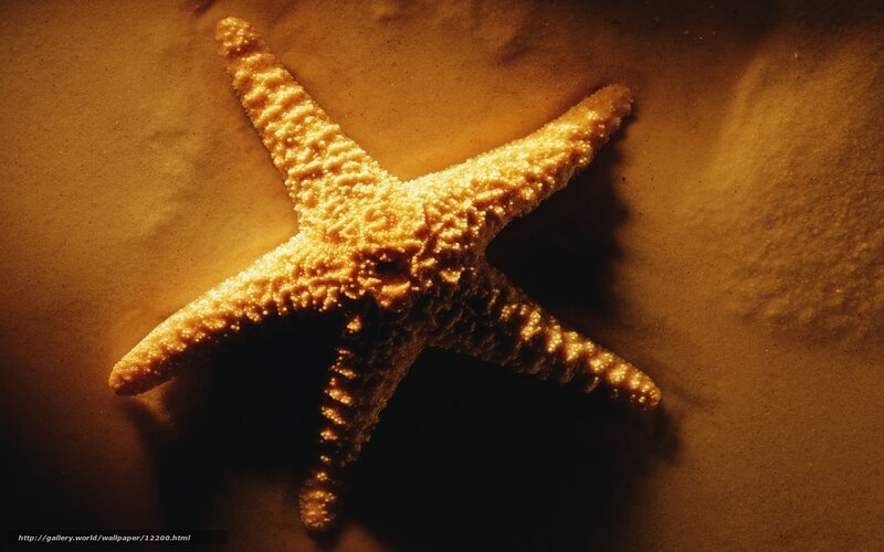 starfish on sandy beach