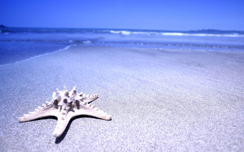 starfish on sandy beach