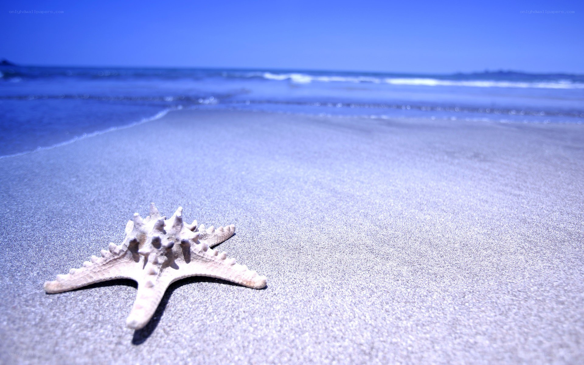 starfish on sandy beach