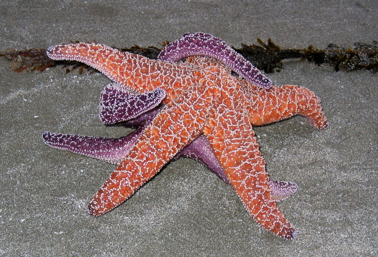 starfish on sandy beach