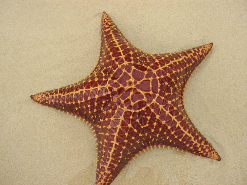 starfish on sandy beach