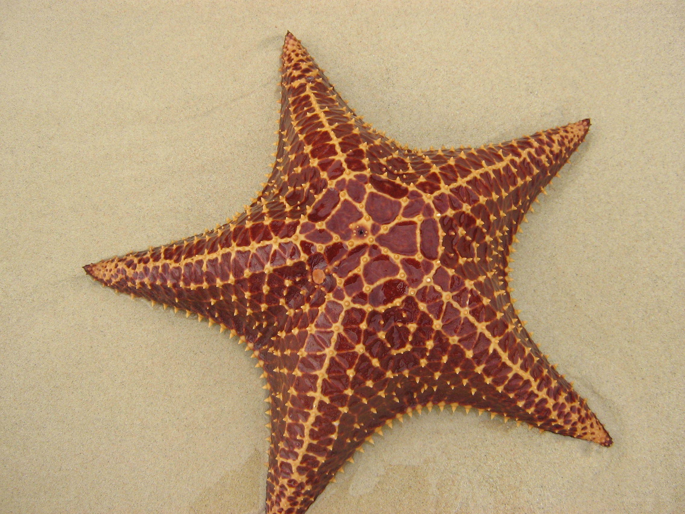 starfish on sandy beach