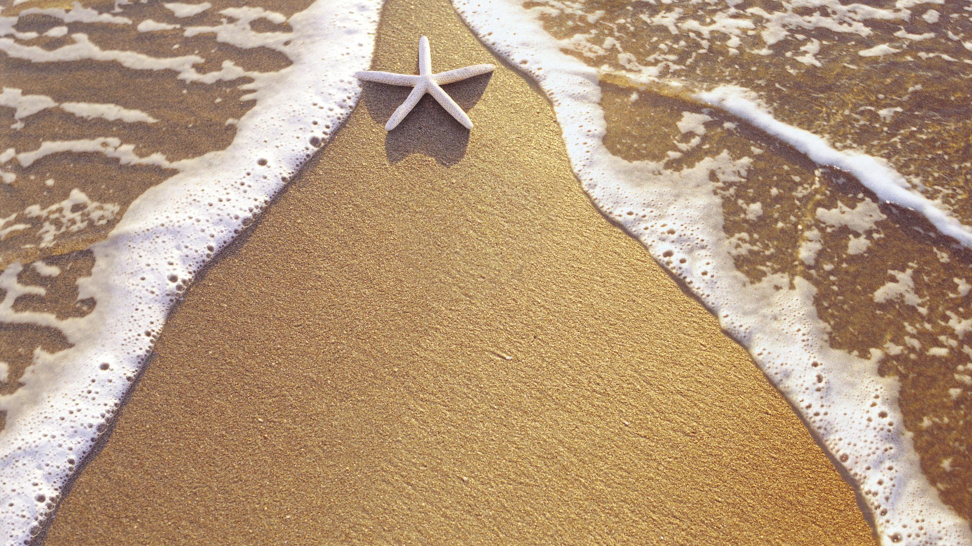 starfish on sandy beach