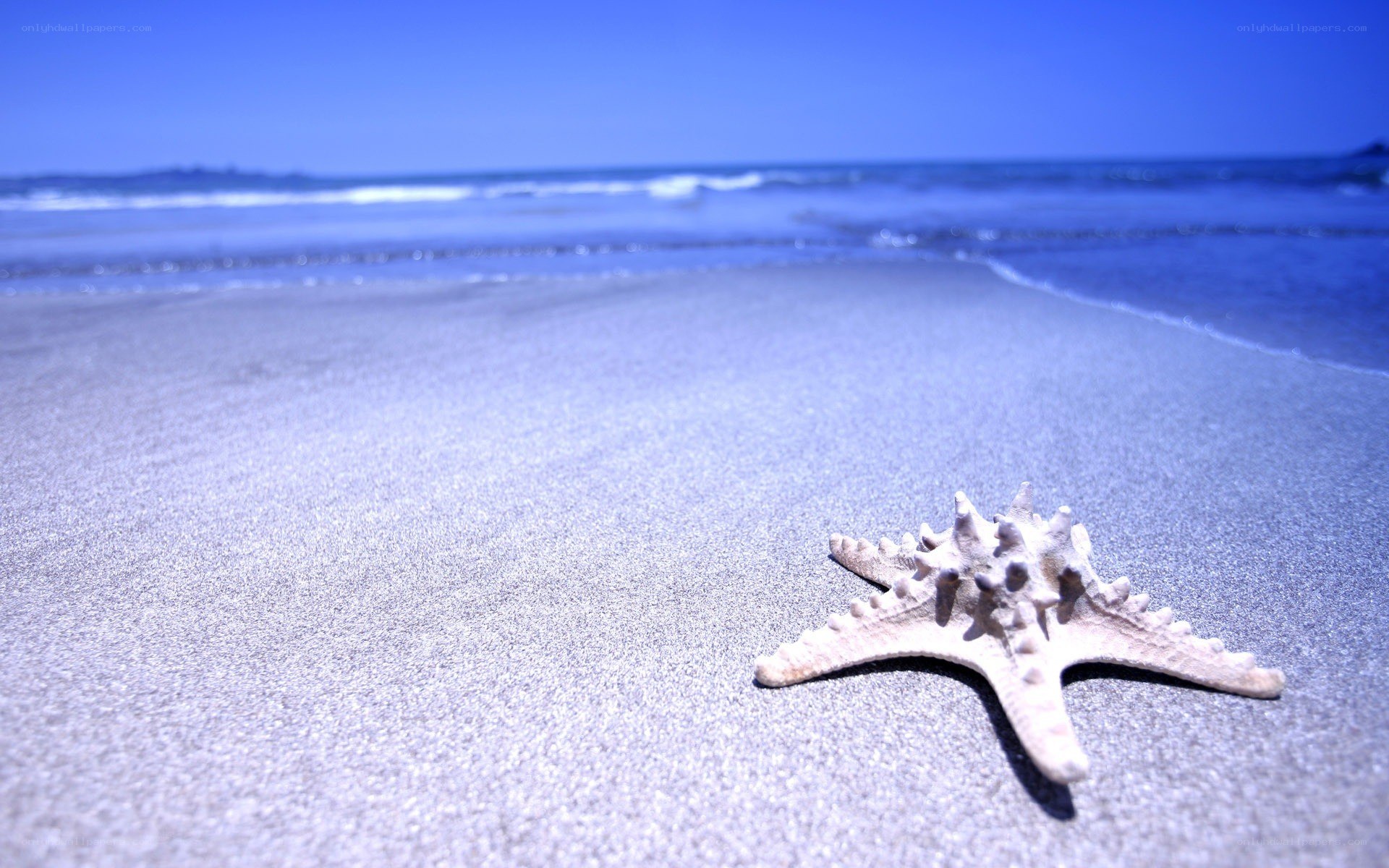 starfish on sandy beach