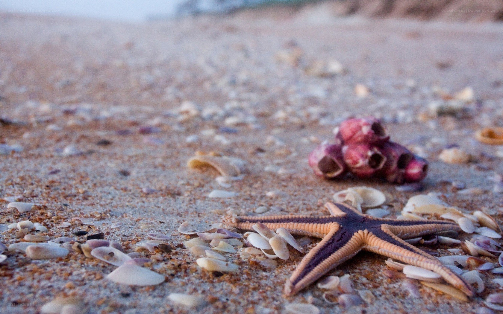 starfish on sandy beach