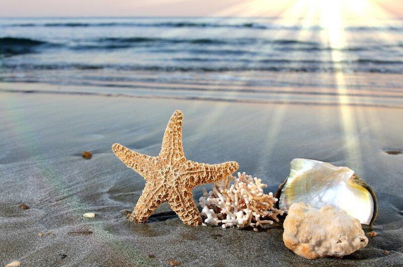 starfish on sandy beach