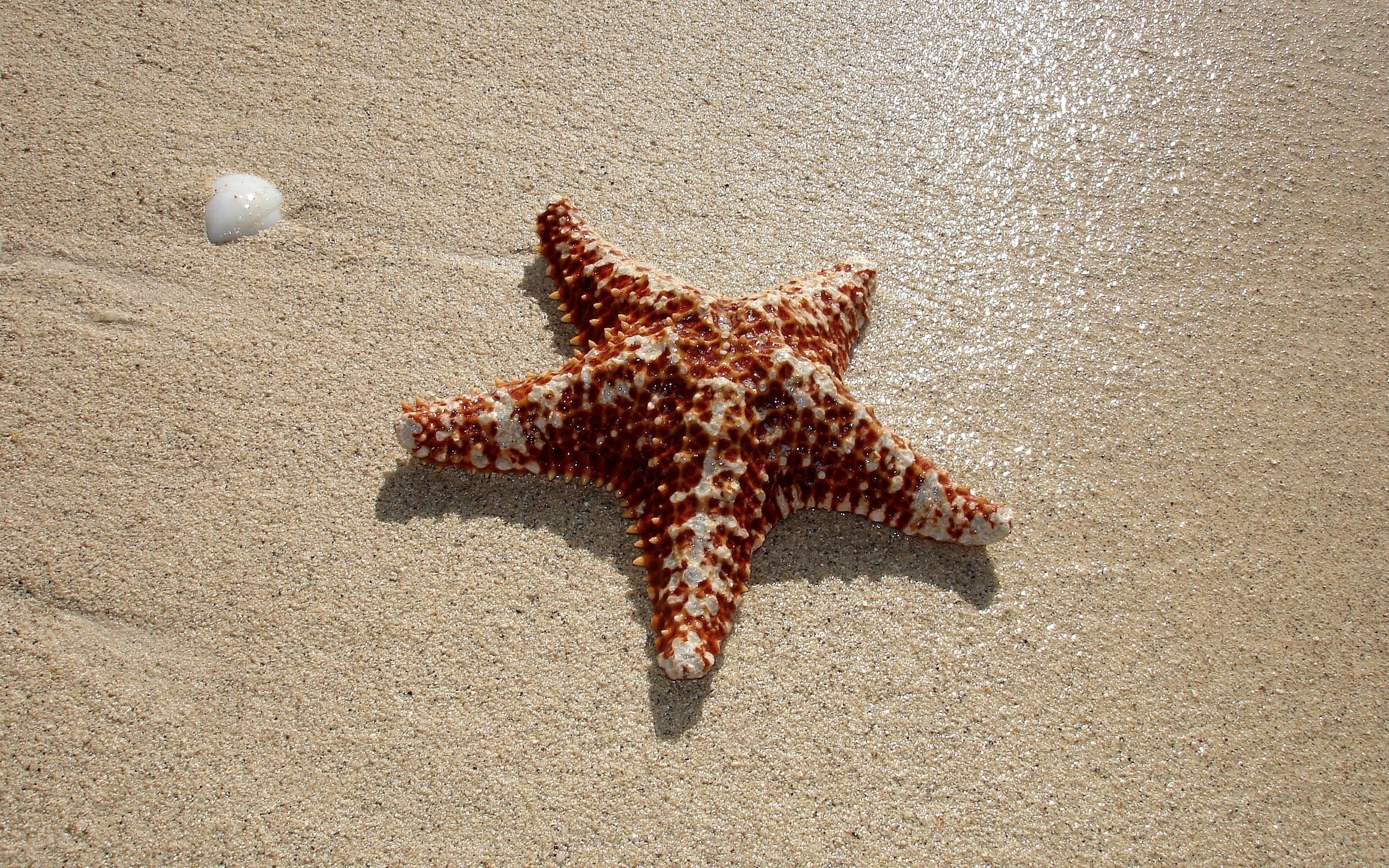starfish on sandy beach