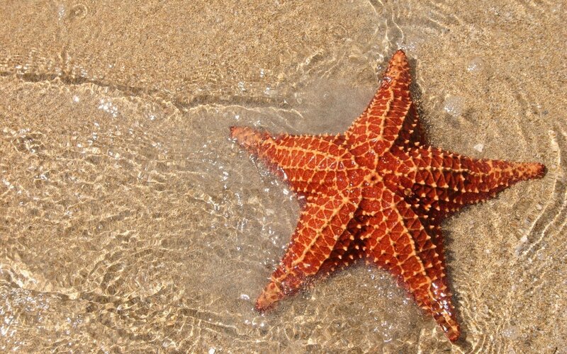 starfish on sandy beach