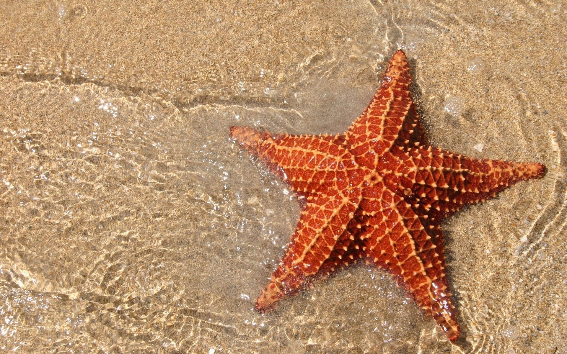 starfish on sandy beach