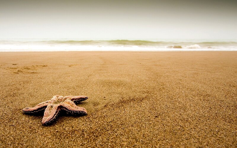 starfish on sandy beach