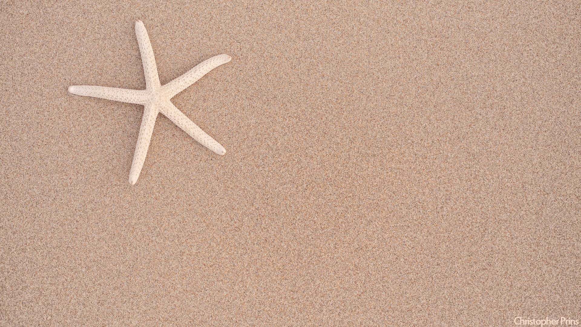 starfish on sandy beach