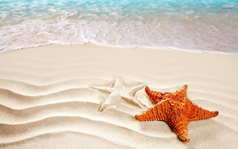Starfish on sandy beach
