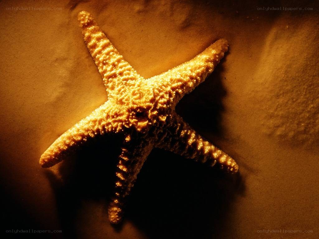 starfish on sandy beach
