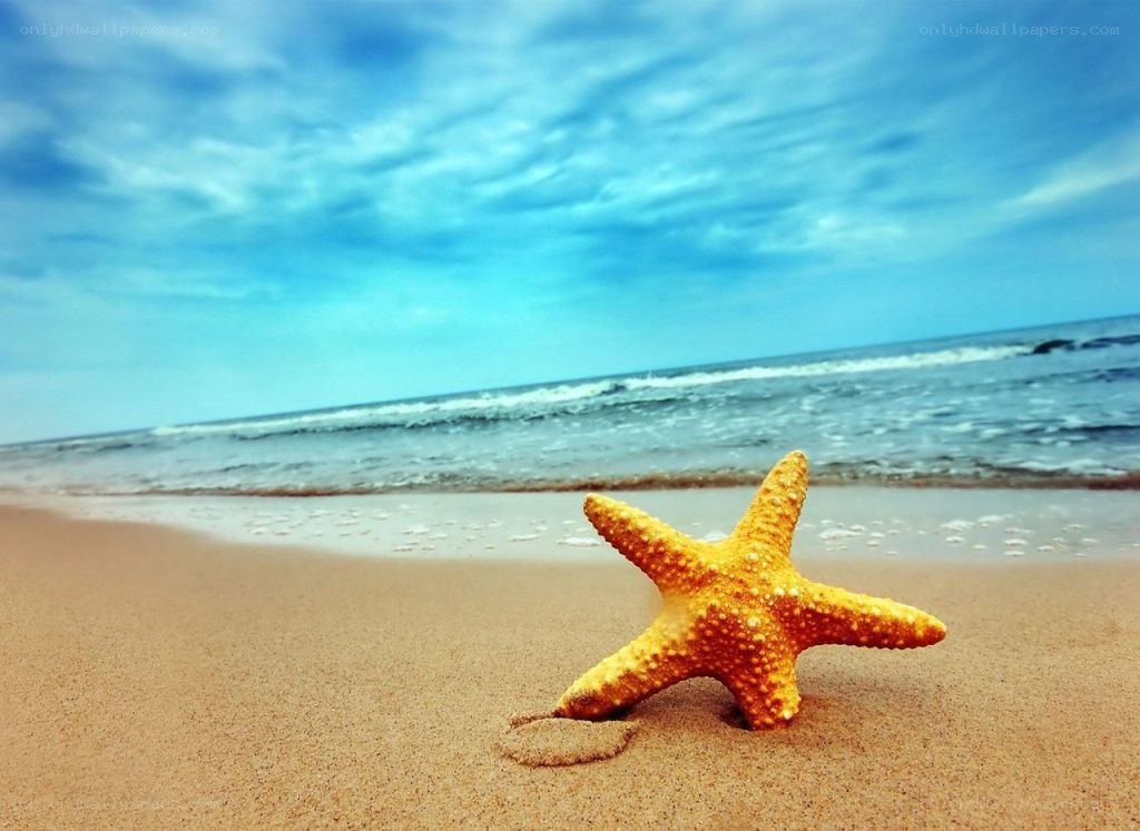 starfish on sandy beach