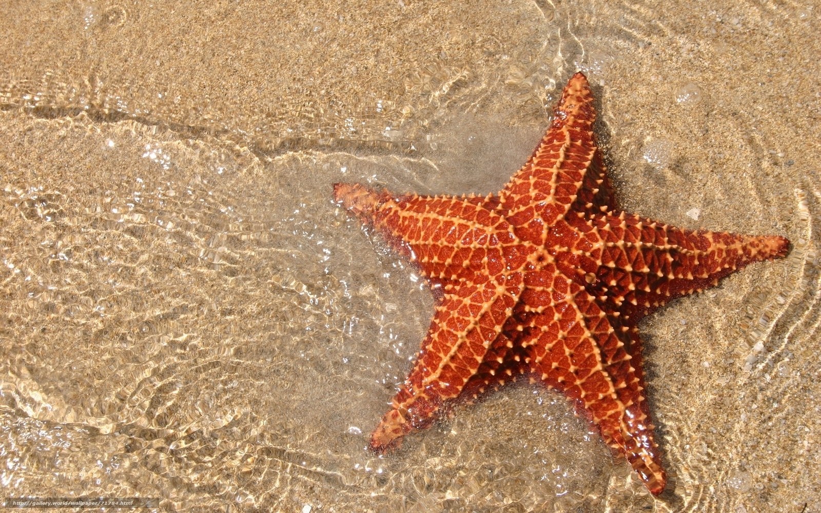starfish on sandy beach