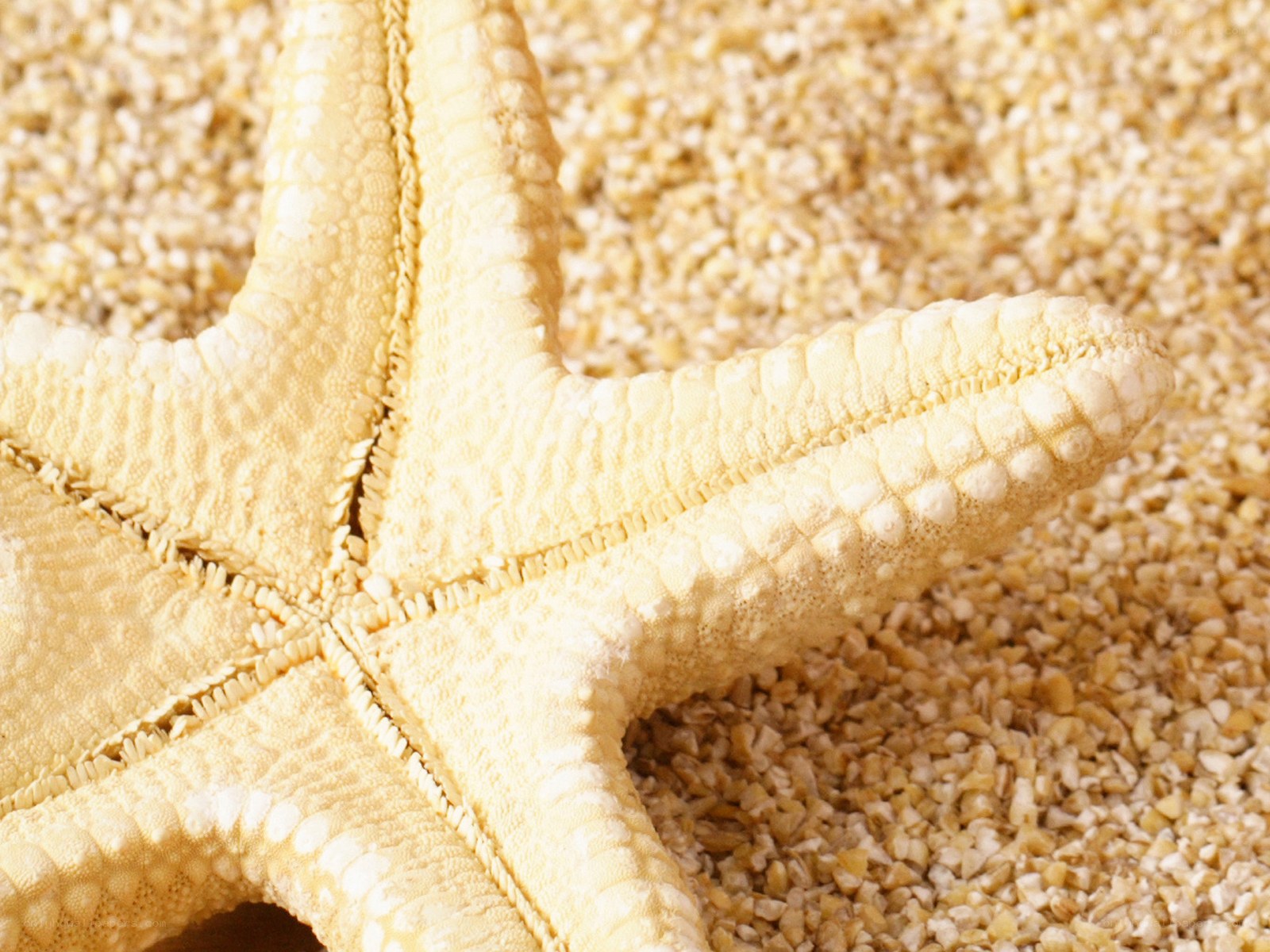 starfish on sandy beach
