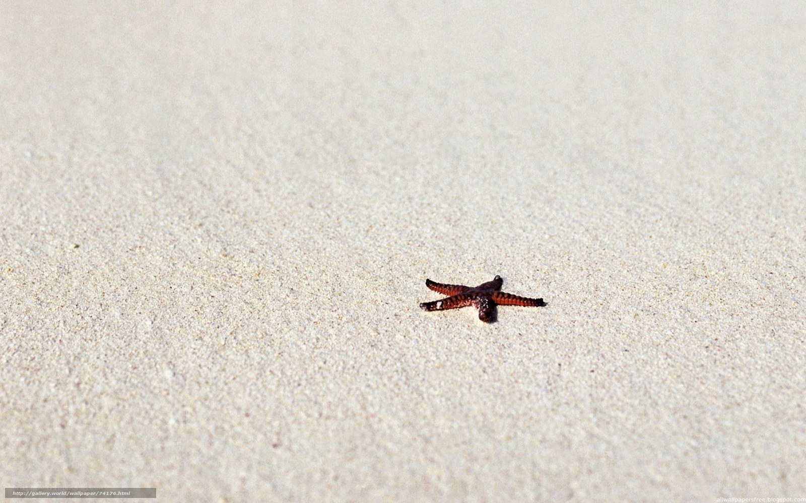 starfish on sandy beach