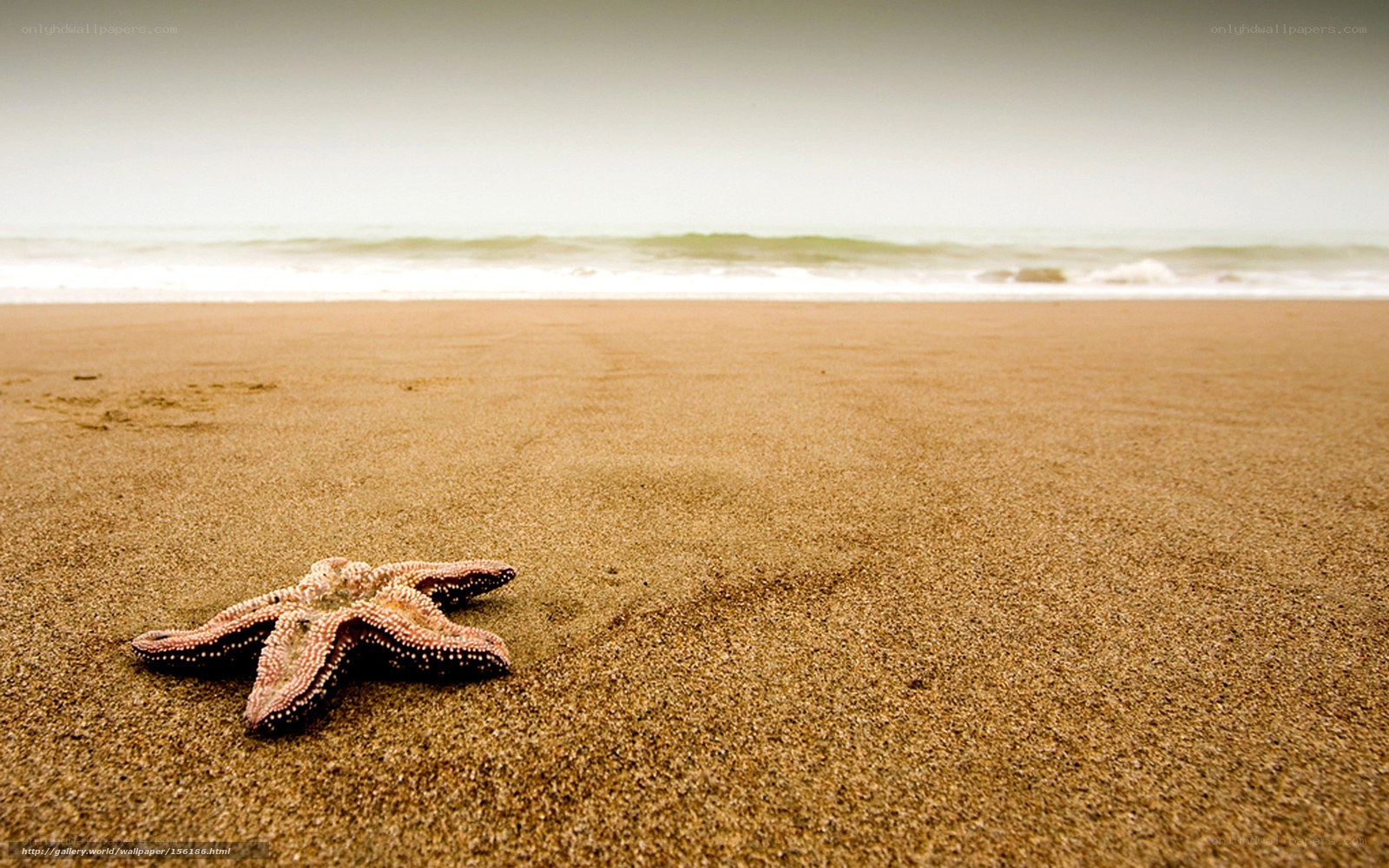 starfish on sandy beach