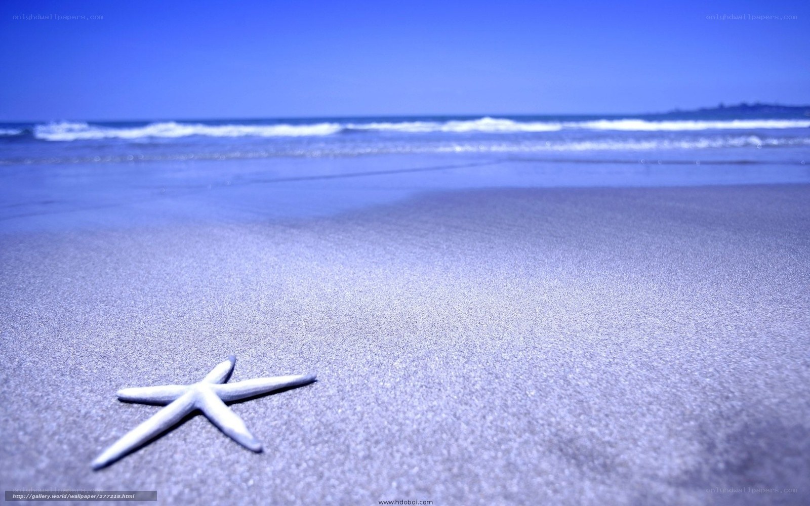starfish on sandy beach