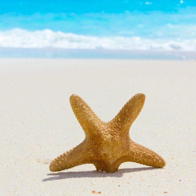 Starfish on Sandy Beach — Beige, Serene, Afternoon, Photograph, Sand, Ocean, Waves, Blue, Square